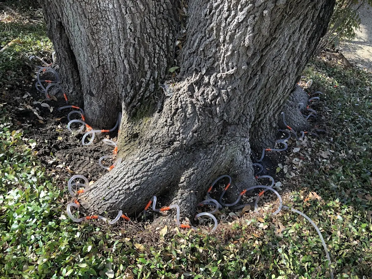 Detailed Shrub and Hedge Trimming job site in Rush Center