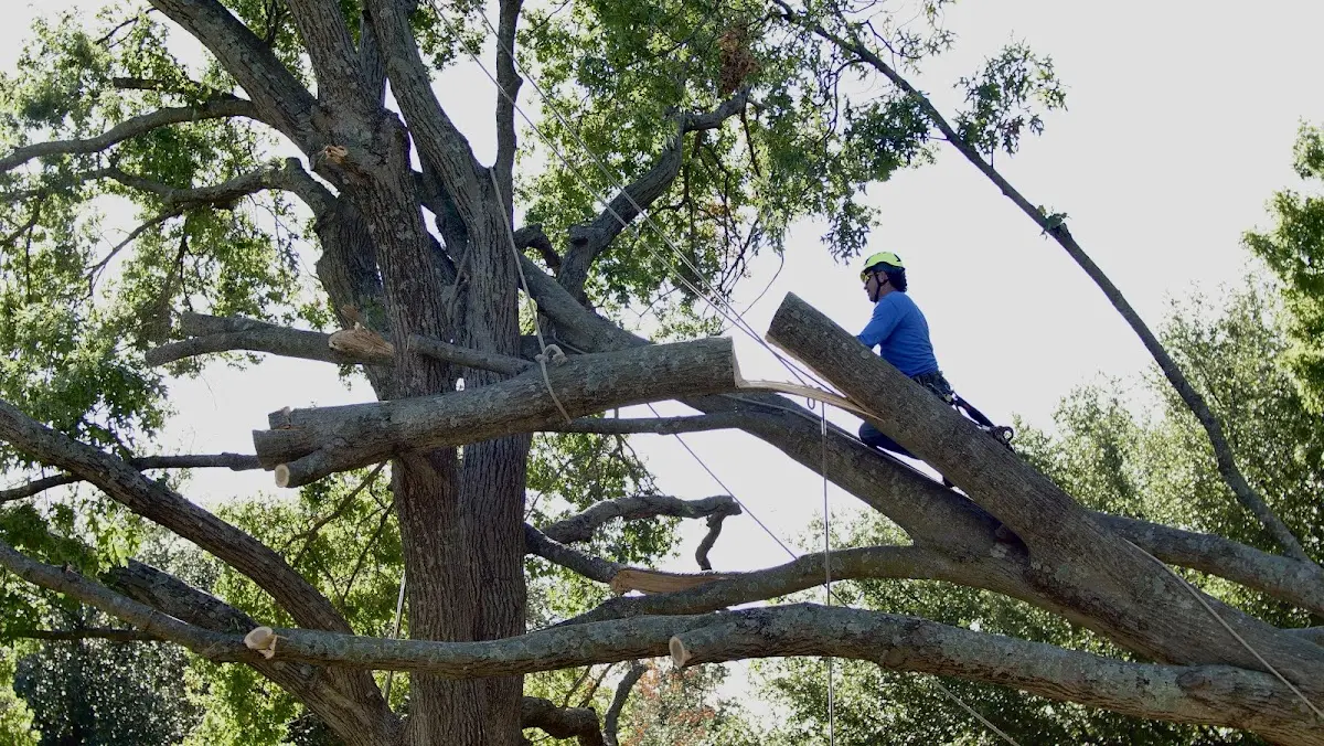 Professional Hazardous Tree Removal performed by certified arborists in Rush Center
