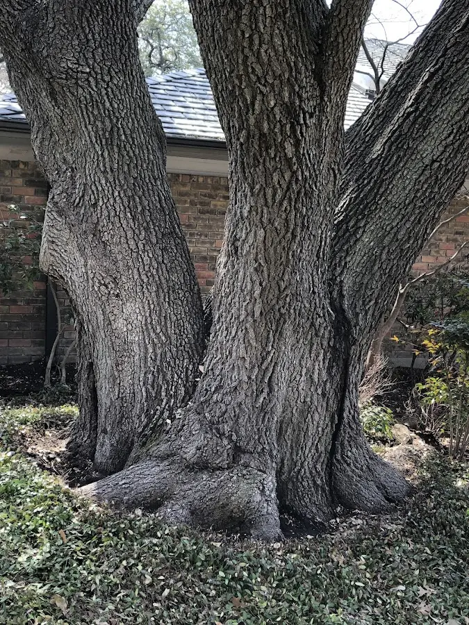 Mature heritage tree close to a Rush Center property cared for by certified arborists